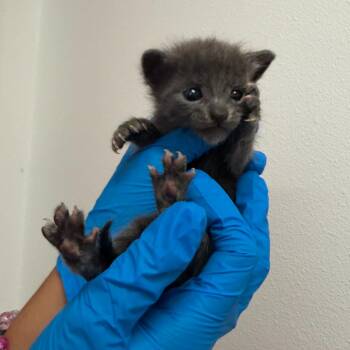 Benny B3 -  Domestic Short Hair Cat for Adoption in Edinburg, Texas - Benny B3 | PetCurious