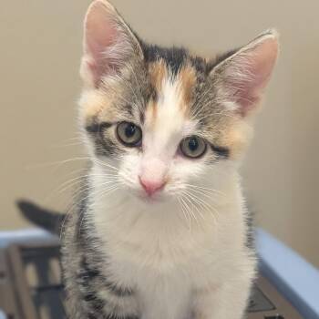 Coco -  Domestic Short Hair Cat for Adoption in Sonoma, California - Coco | PetCurious
