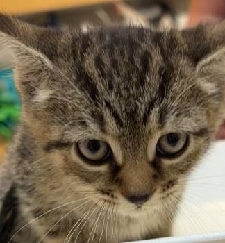 ROBIN -  Domestic Short Hair Cat Available for Adoption in Elizabethton, Tennessee - ROBIN | PetCurious