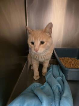 PICKLE -  Domestic Short Hair Cat for Adoption in West Valley City, Utah - PICKLE | PetCurious
