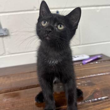 Domestic Short Hair Cats Available for Adoption in Middleburg, Florida - Chrysothemis 28432 | PetCurious