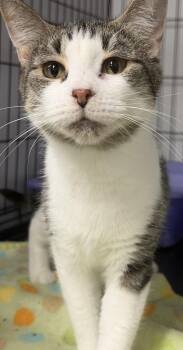 Nehi -  Tabby Cat for Adoption in Mears, Michigan - Nehi | PetCurious
