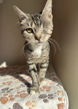 Rescue Domestic Short Hair Cats for Adoption in Chicago, Illinois - Shyla | PetCurious