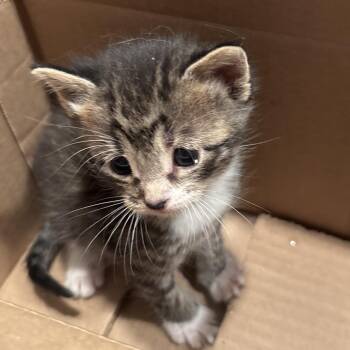 Tilly -  Domestic Short Hair Cat for Adoption in Overland Park, Kansas - Tilly | PetCurious