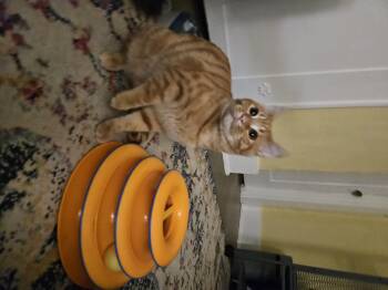 Rescue Domestic Short Hair Cats for Adoption in Winlock, Washington - Crockett | PetCurious