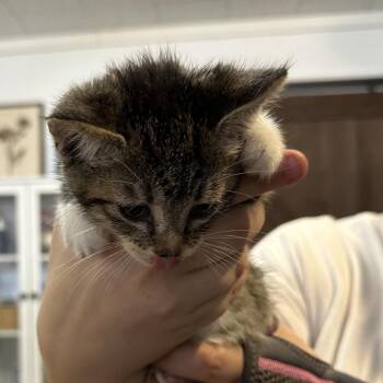 Cleo -  American Shorthair Cat for Adoption in Newberg, Oregon - Cleo | PetCurious