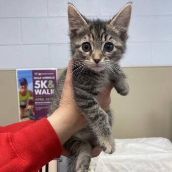 Domestic Short Hair Cats Available for Adoption in South Elgin, Illinois - Artemis | PetCurious