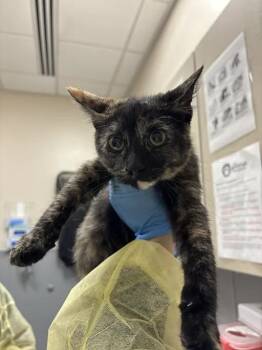 BONNIE -  Domestic Short Hair Cat for Adoption in Las Vegas, Nevada - BONNIE | PetCurious