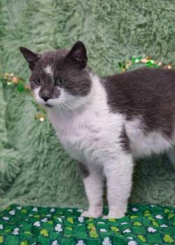 Domestic Short Hair Cats Available for Adoption - Fava Beans | PetCurious