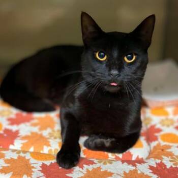 Mochi -  Domestic Short Hair Cat for Adoption in Concord, North Carolina - Mochi | PetCurious