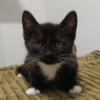 Domestic Short Hair Cats Available for Adoption in York, Pennsylvania - Monte Cristo | PetCurious