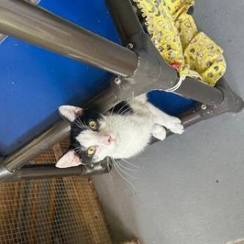 Sweet Tart -  Domestic Short Hair Cat for Adoption in Enterprise, Alabama - Sweet Tart | PetCurious