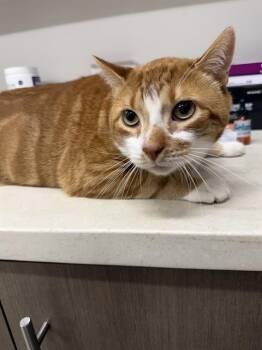 MINGUIS -  Domestic Short Hair Cat for Adoption in Baytown, Texas - MINGUIS | PetCurious