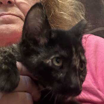 Nettie -  Domestic Short Hair Cat for Adoption in League City, Texas - Nettie | PetCurious