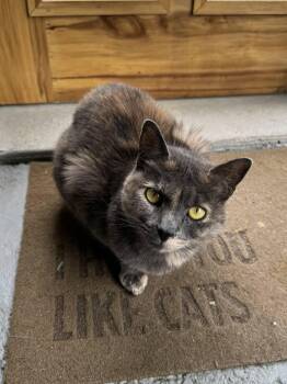 Dilute Tortoiseshell and Domestic Short Hair Cats Available for Adoption in Chattanooga, Tennessee - Faz & Olivia (bonded Pair) | PetCurious