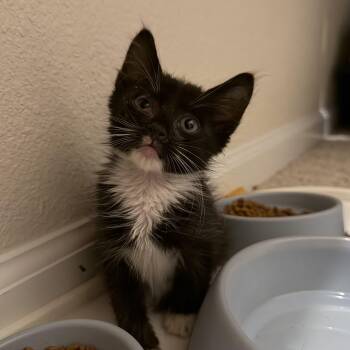 Alfie -  Domestic Long Hair Cat for Adoption in Jacksonville, Florida - Alfie | PetCurious