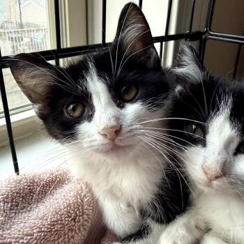 Tulip -  Domestic Short Hair Cat for Adoption in Lexington, Kentucky - Tulip | PetCurious
