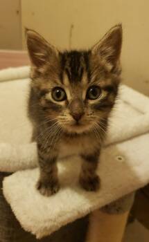 Rescue Domestic Short Hair Cats for Adoption in Seven Valleys, Pennsylvania - Frankie | PetCurious