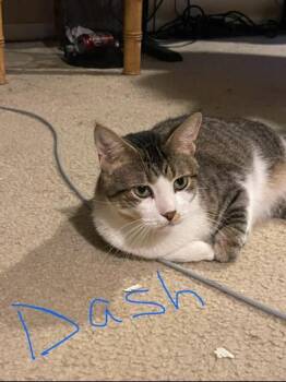 Rescue Tabby and Domestic Short Hair Cats for Adoption in Liverpool, Texas - Dash | PetCurious