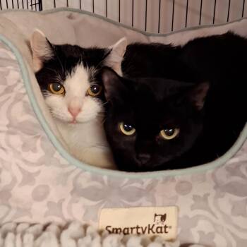 Rescue Domestic Short Hair Cats for Adoption in Littleton, New Hampshire - Suzie And Sheena | PetCurious