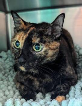 Domestic Short Hair Cats Available for Adoption in Morristown, New Jersey - Charlie | PetCurious