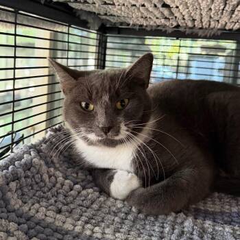 Carrie -  Domestic Short Hair Cat for Adoption in Hampton Bays, New York - Carrie | PetCurious