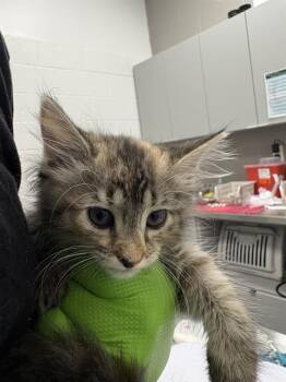 DAVID MEOWIE -  Domestic Short Hair Cat for Adoption in Indianapolis, Indiana - DAVID MEOWIE | PetCurious