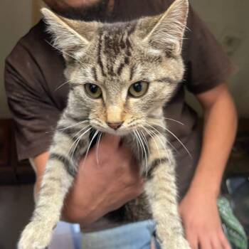 Rescue Domestic Short Hair Cats for Adoption in Long Beach, California - Nutmeg | PetCurious
