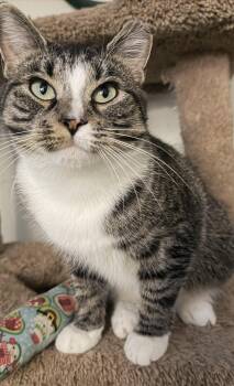 Betty -  Domestic Short Hair Cat for Adoption in Leesburg, Virginia - Betty | PetCurious
