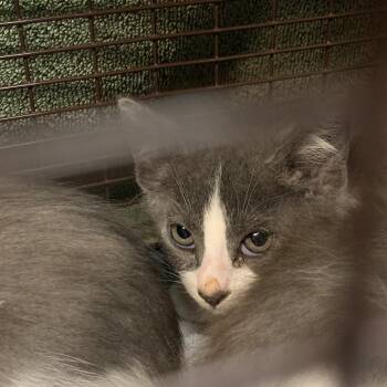 Janis -  Domestic Short Hair Cat for Adoption in Pasadena, California - Janis | PetCurious