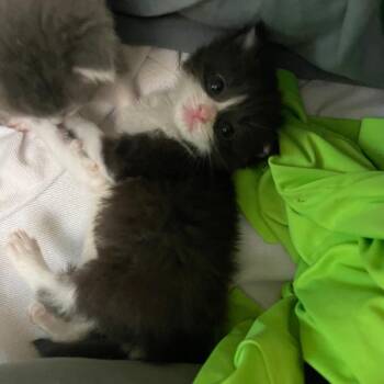 Sylvester -  Domestic Medium Hair Cat for Adoption in Fort Lauderdale, Florida - Sylvester | PetCurious