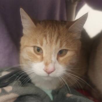 Rescue Domestic Short Hair Cats for Adoption in Ridgway, Colorado - Baby | PetCurious