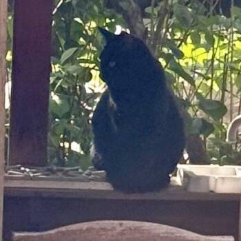 Fred -  Domestic Short Hair Cat for Adoption in Seven Valleys, Pennsylvania - Fred | PetCurious