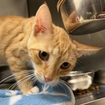 Venmo -  Domestic Short Hair Cat for Adoption in Gloucester, Virginia - Venmo | PetCurious
