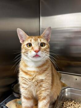 Tobin -  Domestic Short Hair Cat for Adoption in Chambersburg, Pennsylvania - Tobin | PetCurious