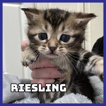 Rescue Domestic Short Hair Cats for Adoption in Glenwood, Minnesota - Riesling | PetCurious