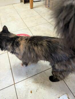 Tortoiseshell Cats Available for Adoption in Trinity, North Carolina - Prissy | PetCurious