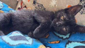 Domestic Short Hair Cats Available for Adoption in Taycheedah, Wisconsin - Cherry Berry | PetCurious
