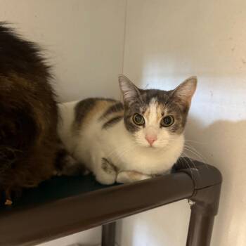 Vivian -  Domestic Short Hair Cat for Adoption in New York, New York - Vivian | PetCurious