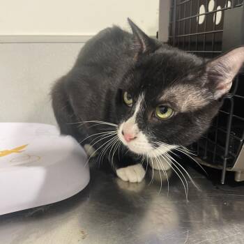 Domestic Short Hair Cats Available for Adoption in Tampa, Florida - Moses | PetCurious