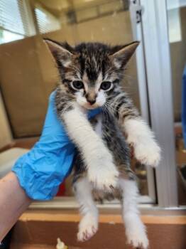 Rescue Domestic Short Hair Cats for Adoption in Kennewick, Washington - Boogie | PetCurious