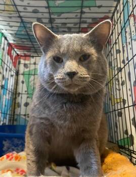 Domestic Medium Hair Cats Available for Adoption in Indianapolis, Indiana - Oswald | PetCurious