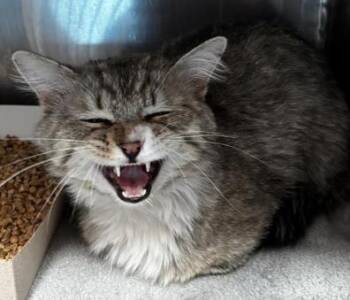 Domestic Medium Hair Cats Available for Adoption in El Paso, Texas - Walkie Talkie | PetCurious