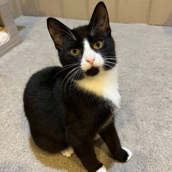 Rescue Domestic Short Hair Cats for Adoption in Abingdon, Maryland - 0925-80 Jerry | PetCurious