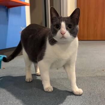 Rainie -  Domestic Short Hair Cat for Adoption in Edinburg, Texas - Rainie | PetCurious