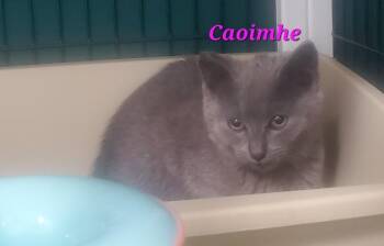 Caoimhe -  Domestic Short Hair Cat Available for Adoption in Diamond Springs, California - Caoimhe | PetCurious