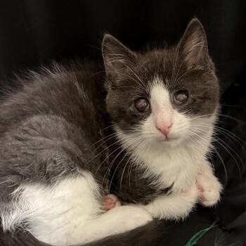 Hamilton -  Domestic Short Hair Cat for Adoption in Middletown, New York - Hamilton | PetCurious