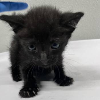 Stitch -  Domestic Short Hair Cat for Adoption in Tampa, Florida - Stitch | PetCurious