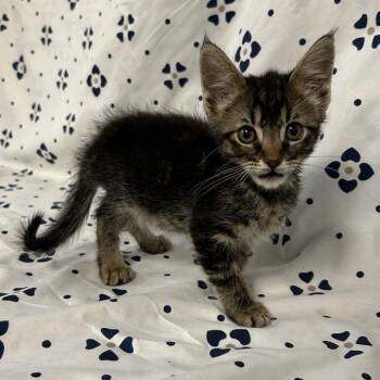 Blackberry -  Domestic Short Hair Cat for Adoption in Coos Bay, Oregon - Blackberry | PetCurious