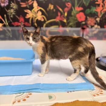 Ma Baker (Half Dozen) -  Domestic Short Hair Cat for Adoption in Charlotte, North Carolina - Ma Baker (Half Dozen) | PetCurious